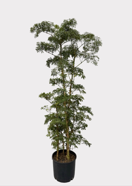 Aralia - Ming (Cane)