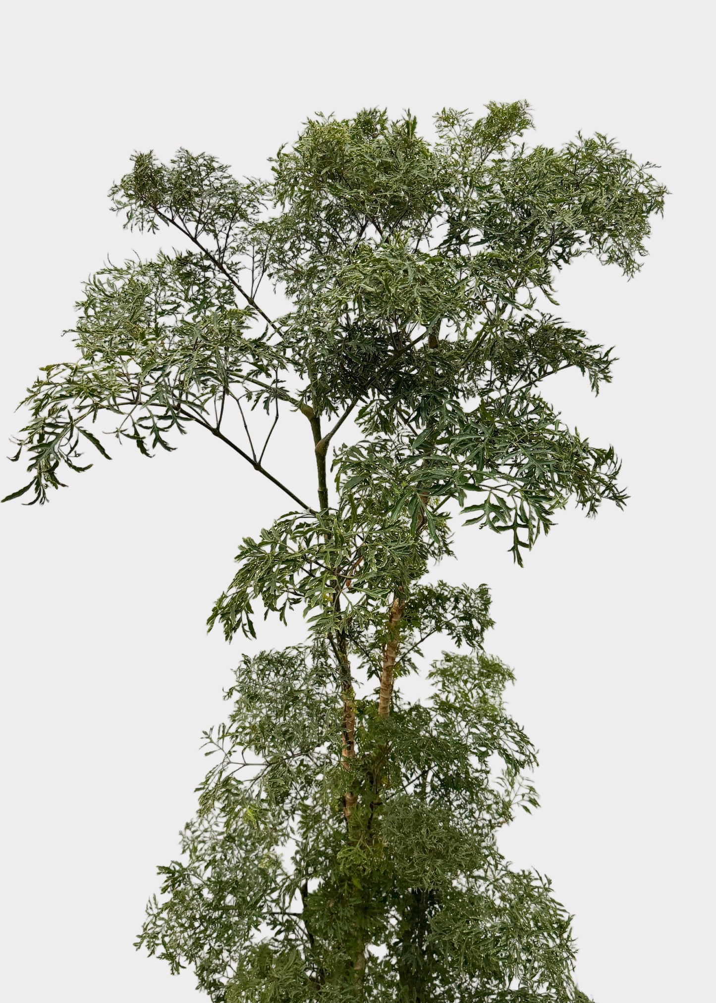 Aralia - Ming (Cane)