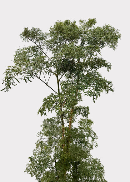 Aralia - Ming (Cane)