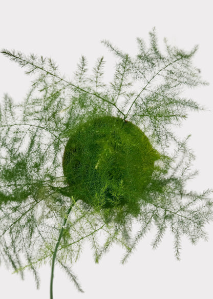 Asparagus Fern