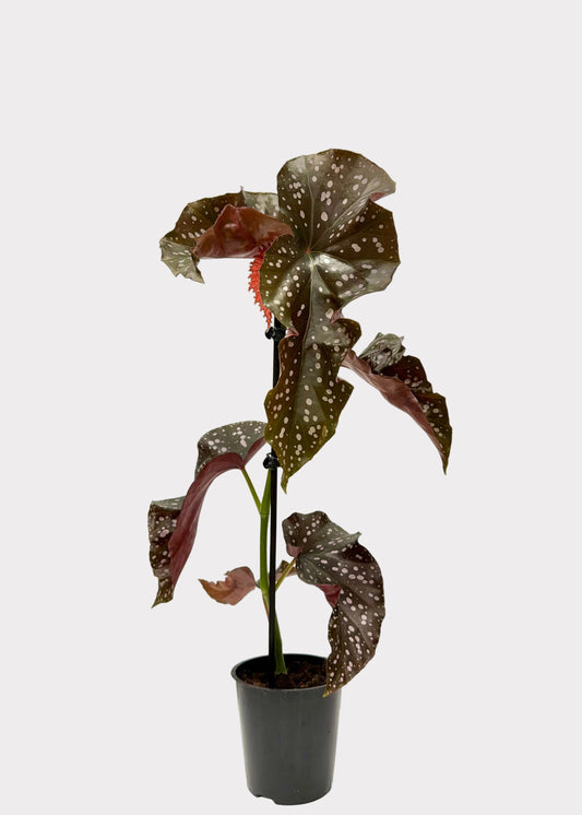 Begonia - Cracklin Rosie