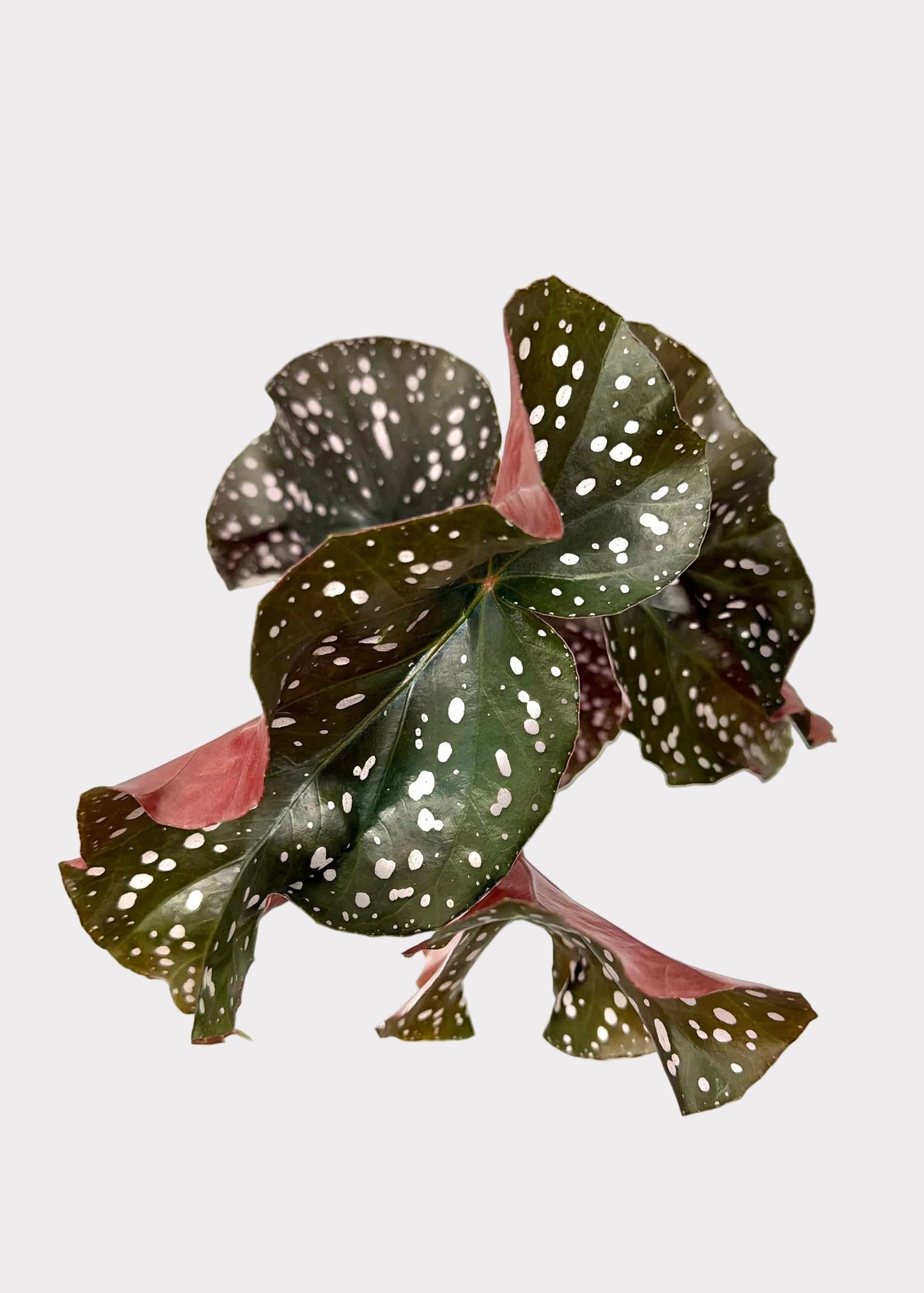 Begonia - Cracklin Rosie