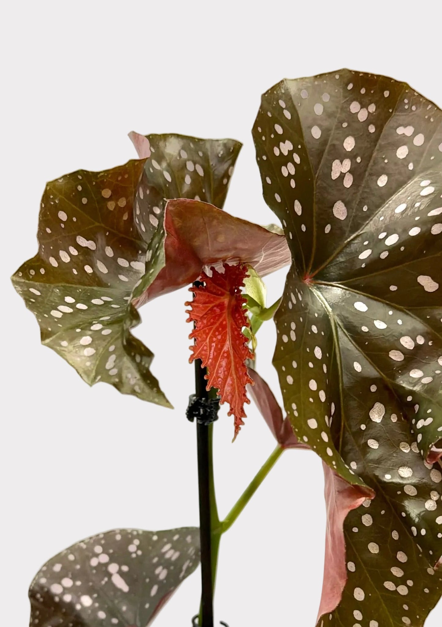 Begonia - Cracklin Rosie
