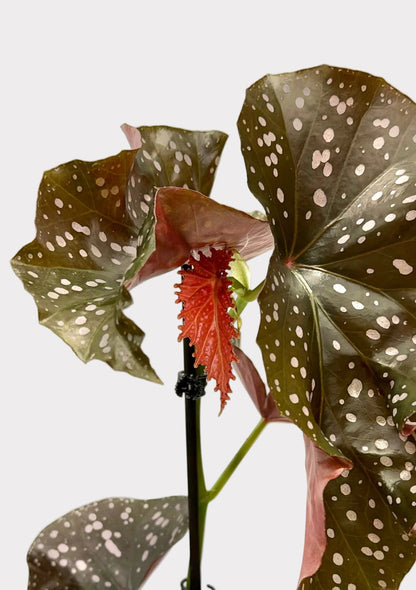 Begonia - Cracklin Rosie