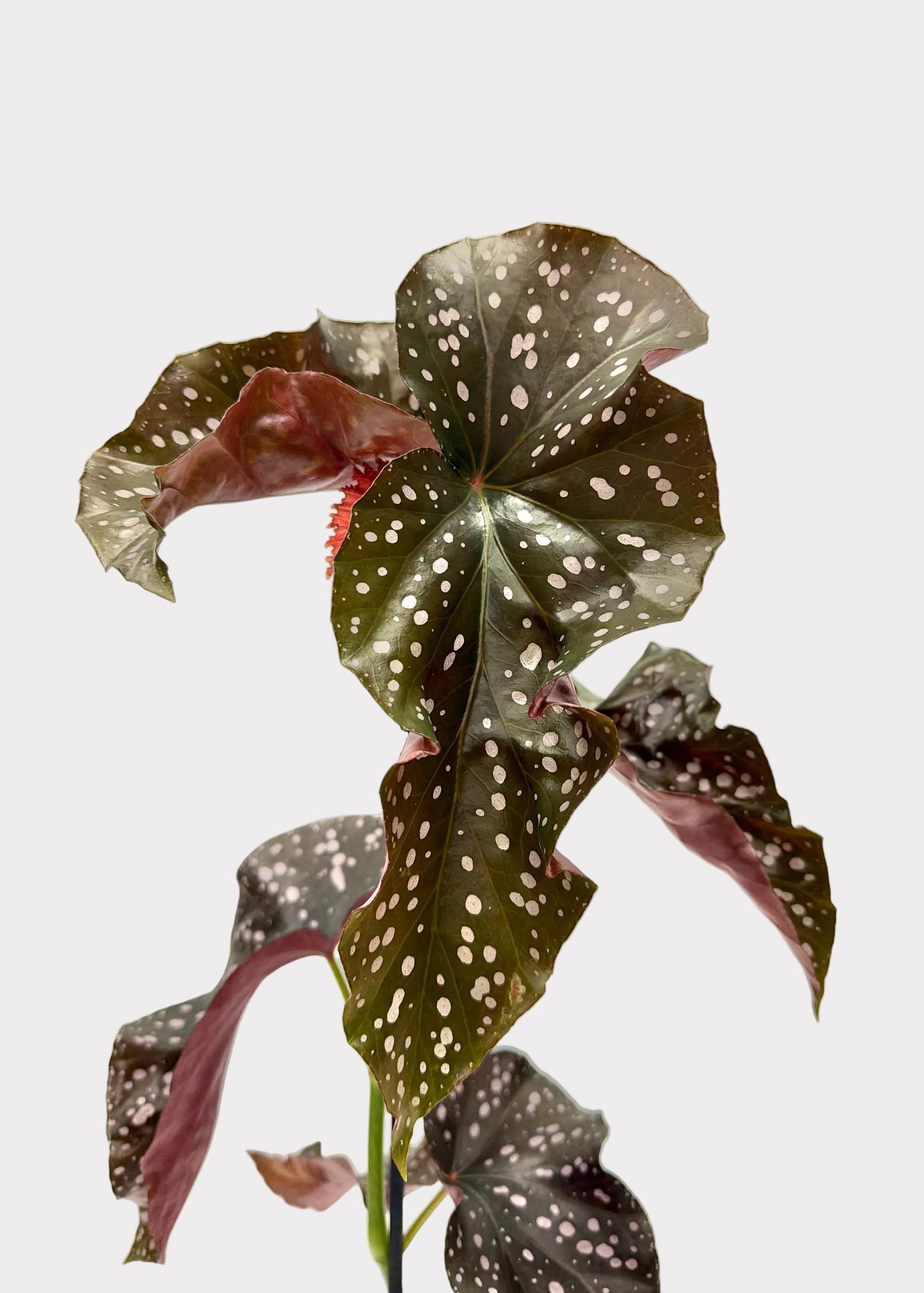 Begonia - Cracklin Rosie