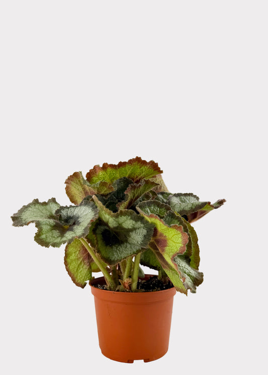 Begonia - Escargot