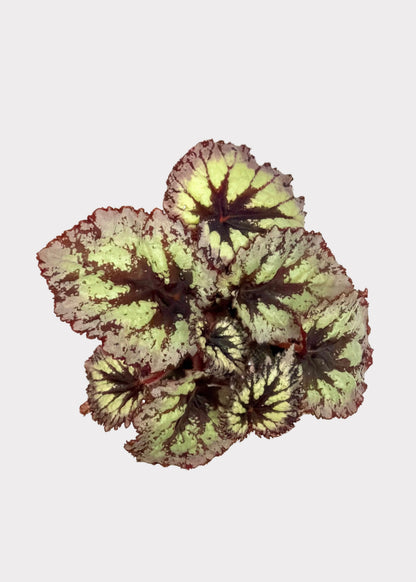 Begonia - Fireworks