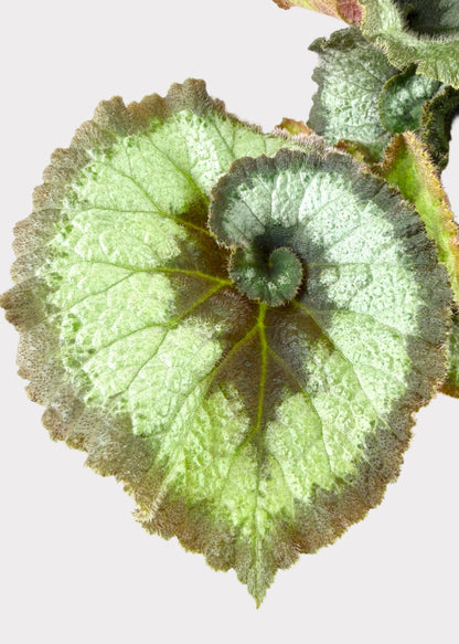 Begonia - Escargot