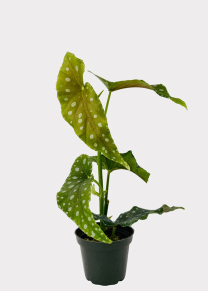 Begonia - Flamingo Queen