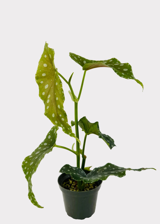 Begonia - Flamingo Queen