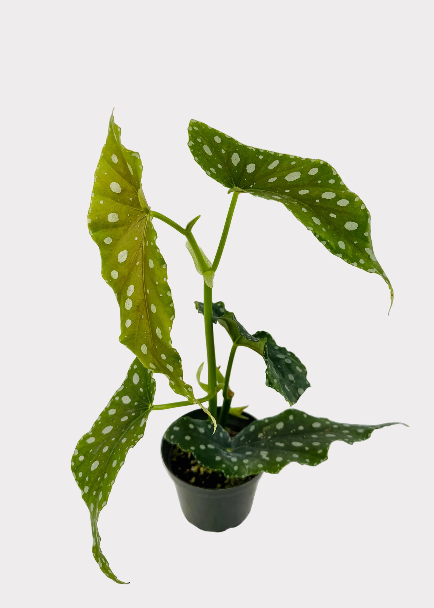 Begonia - Flamingo Queen