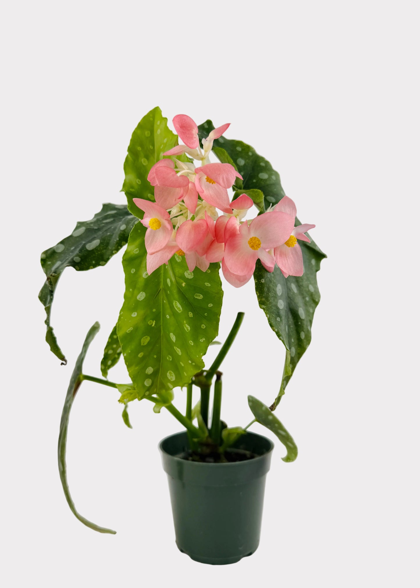 Begonia - Flamingo Queen