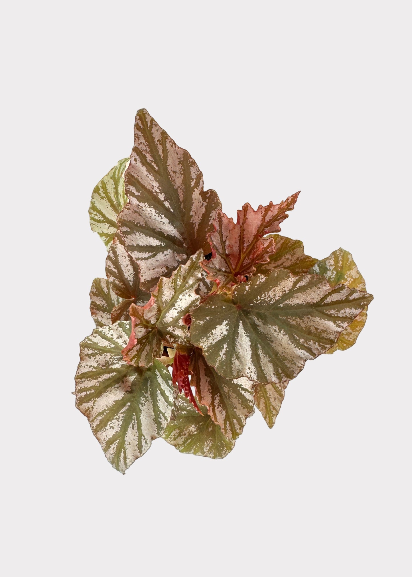 Begonia Highway – Striking Rex Begonia