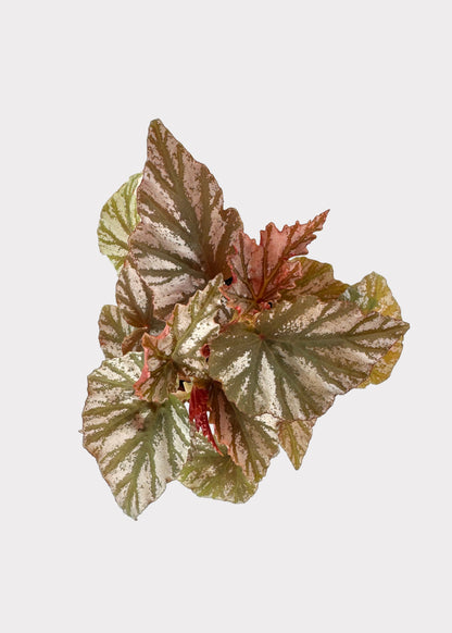 Begonia Highway – Striking Rex Begonia