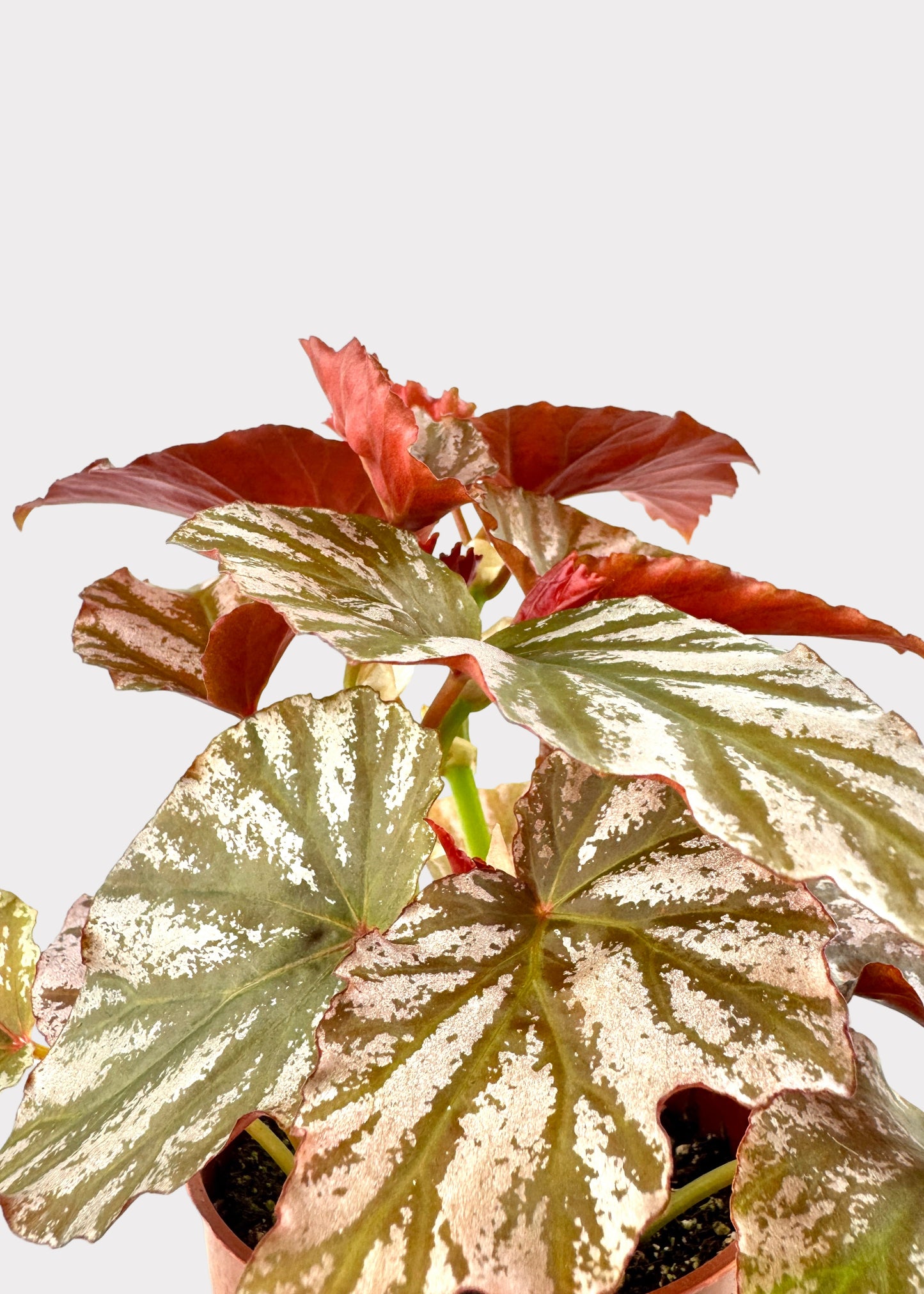 Begonia Highway – Striking Rex Begonia