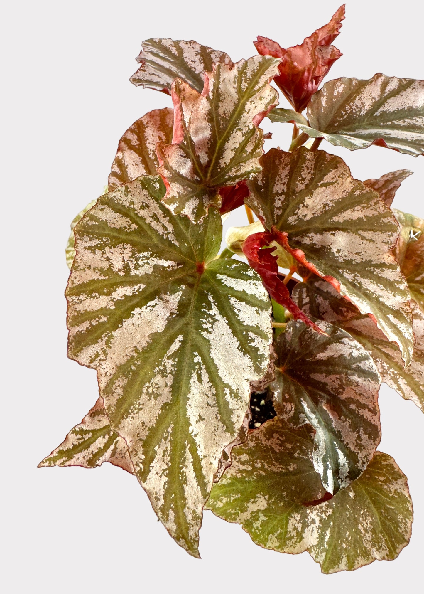 Begonia Highway – Striking Rex Begonia