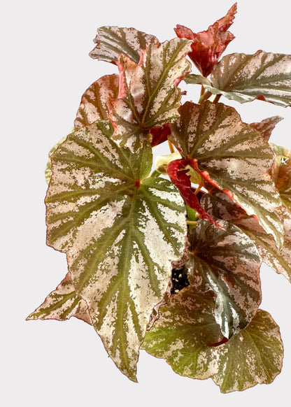 Begonia Highway – Striking Rex Begonia