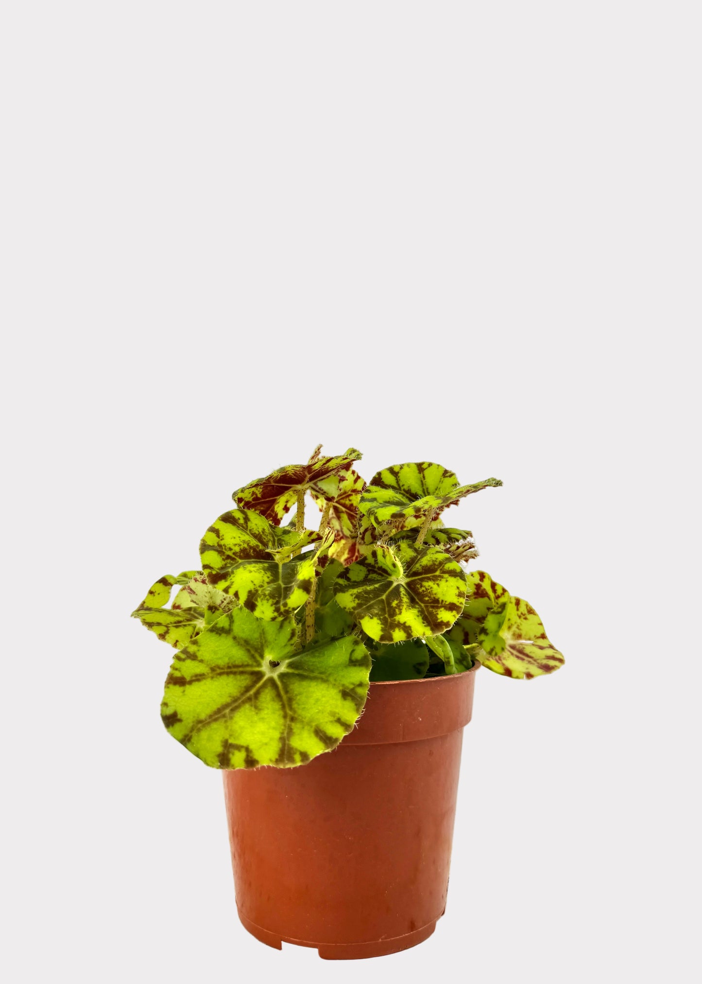 Begonia Zumba