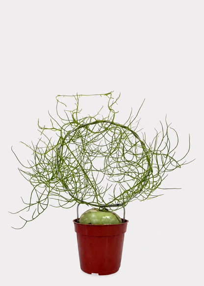 Potted plant with thin branches on a white background