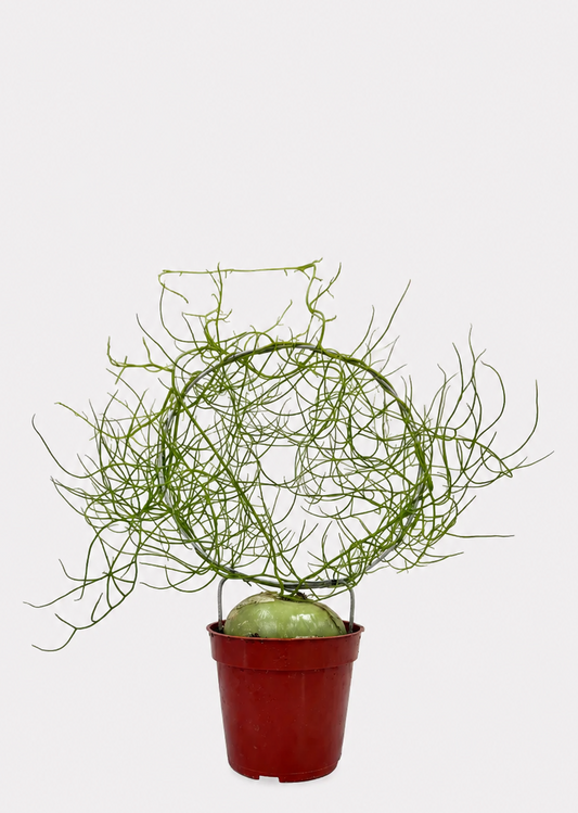 Potted plant with thin branches on a white background