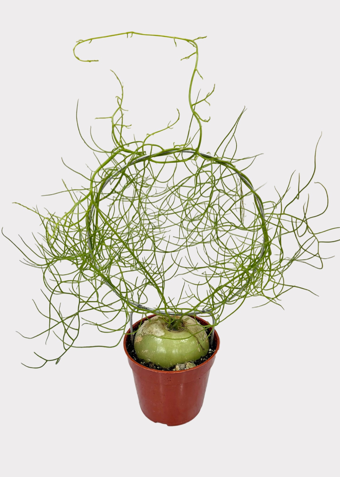 Potted plant with intricate branches on a marble surface