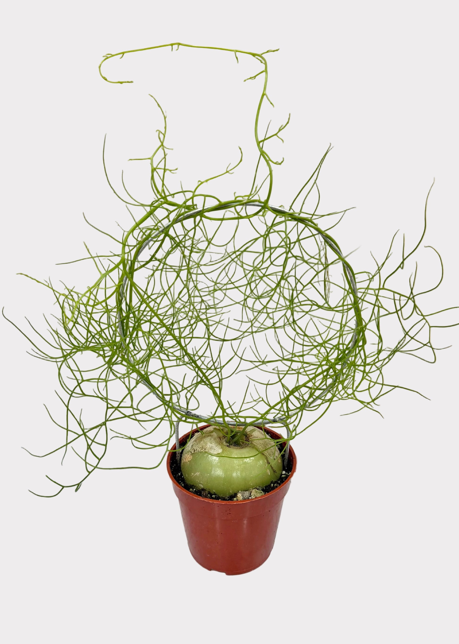 Potted plant with intricate branches on a marble surface