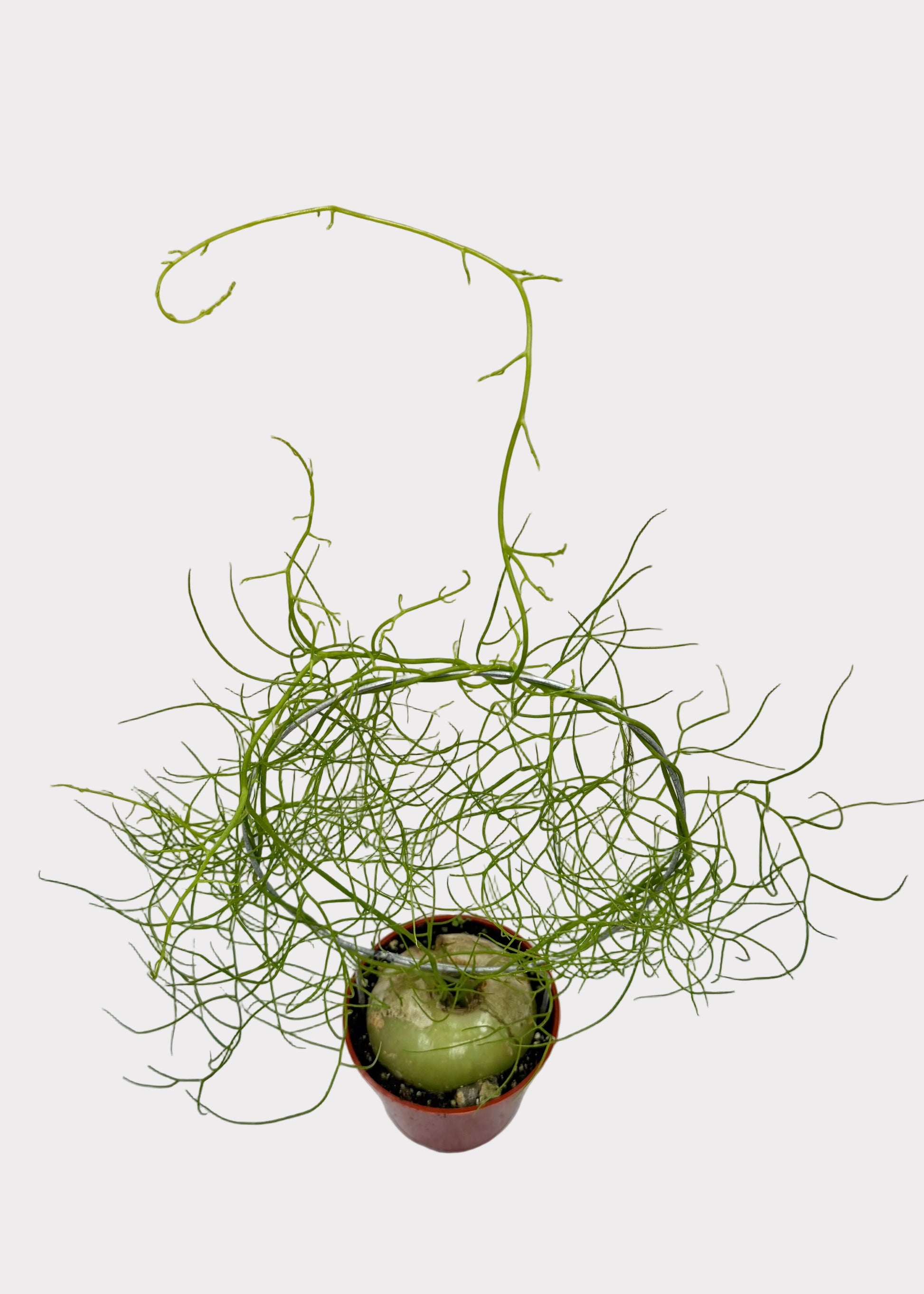 Small potted plant with thin green branches on a light marble surface