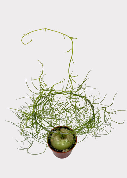 Small potted plant with thin green branches on a light marble surface