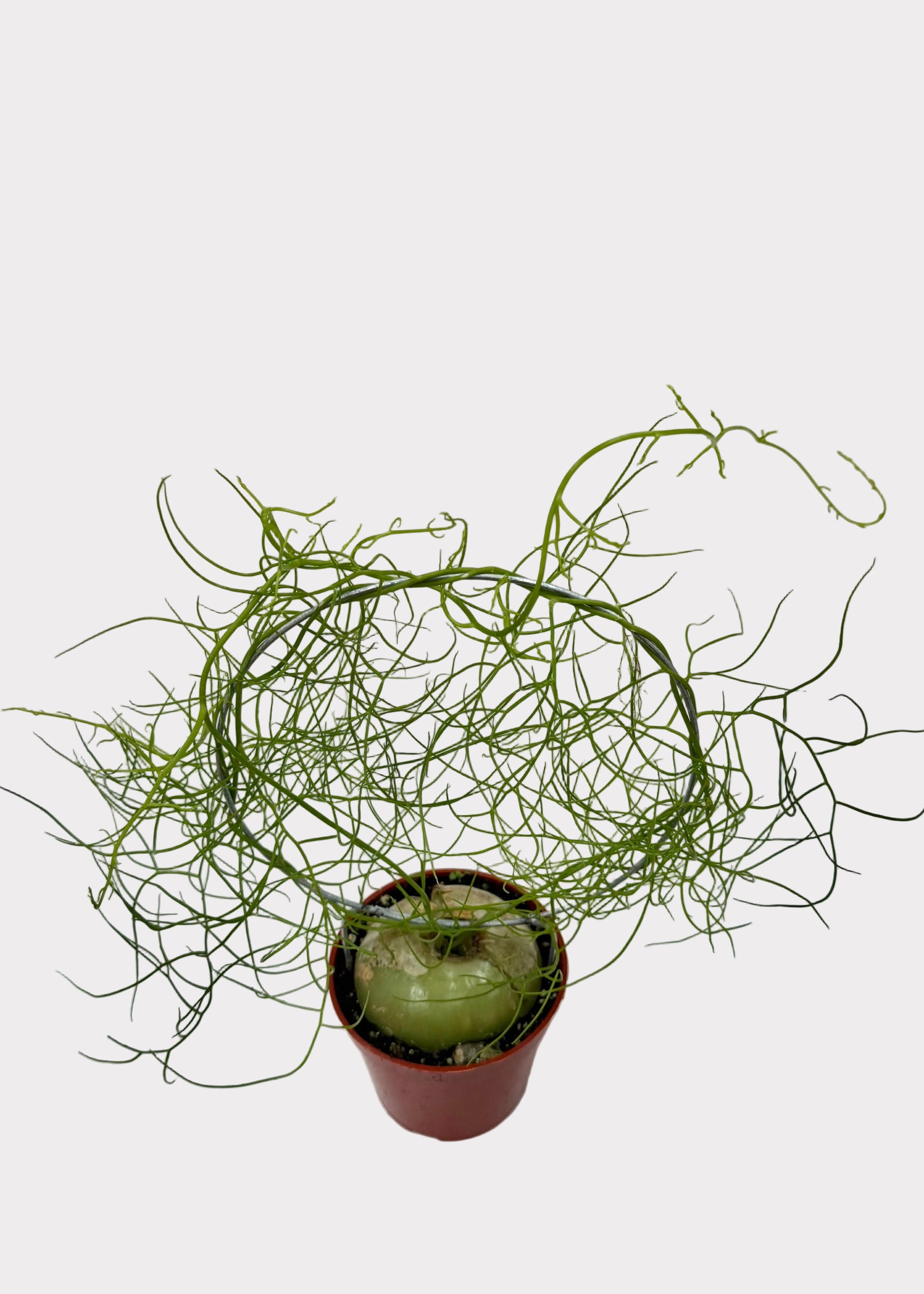 Small potted plant with spindly green branches on a light background