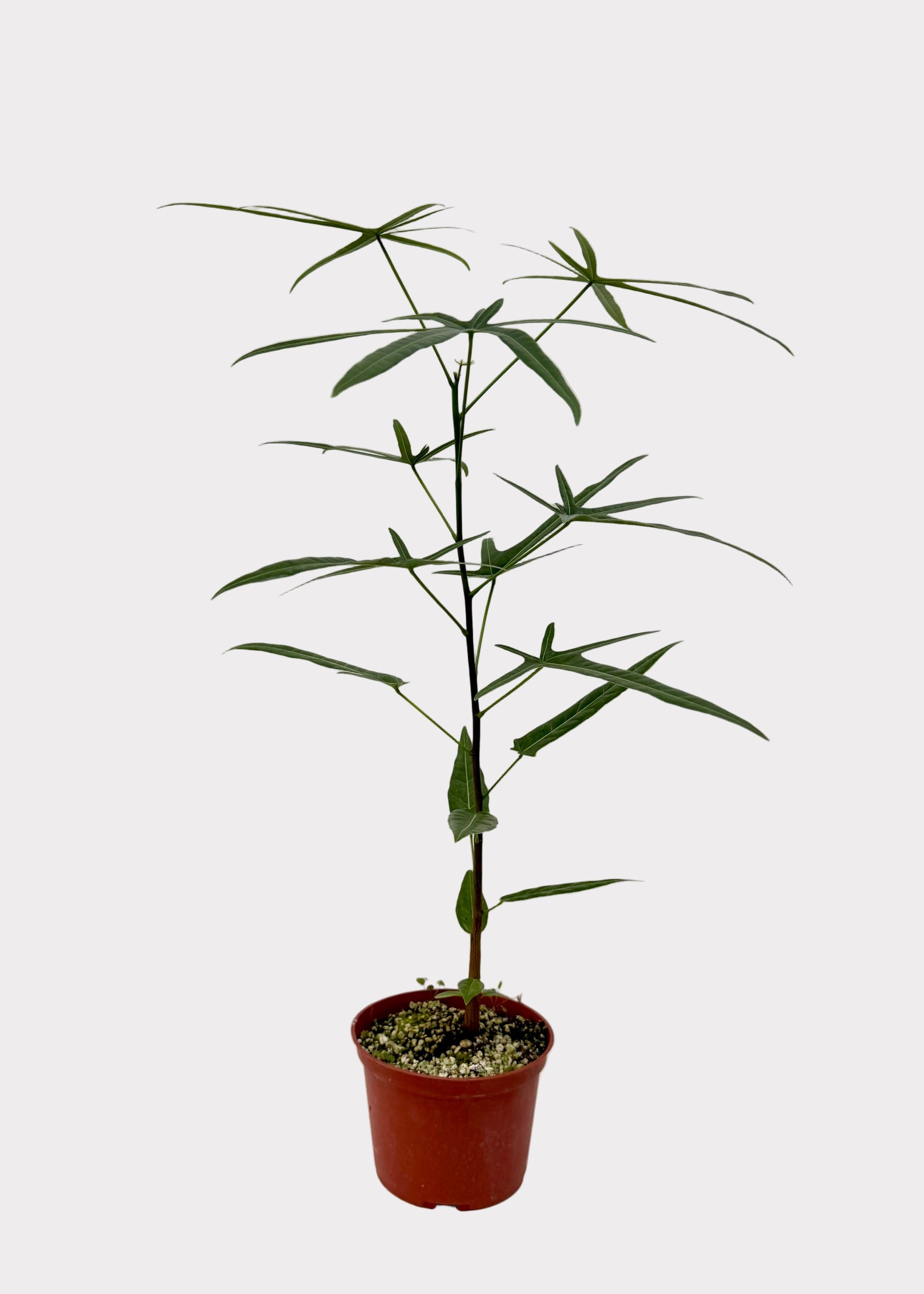 Potted plant on a white surface with a plain background