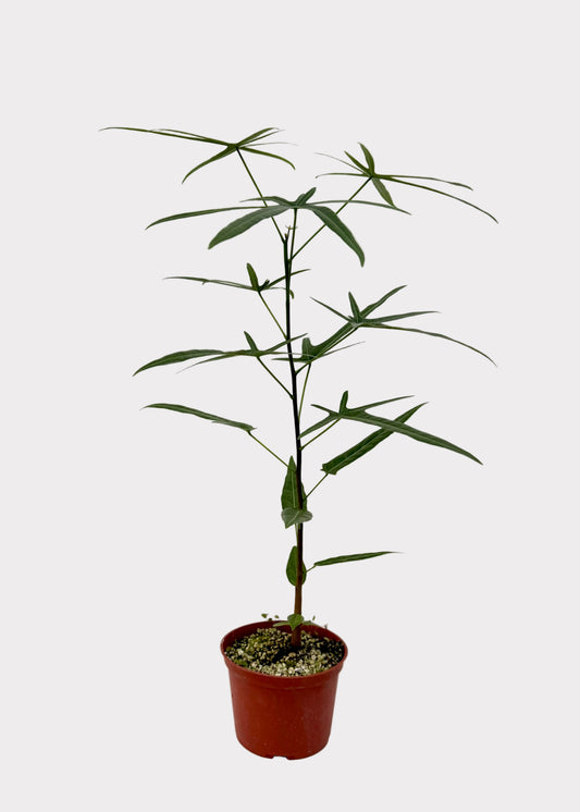 Potted plant on a white surface with a plain background