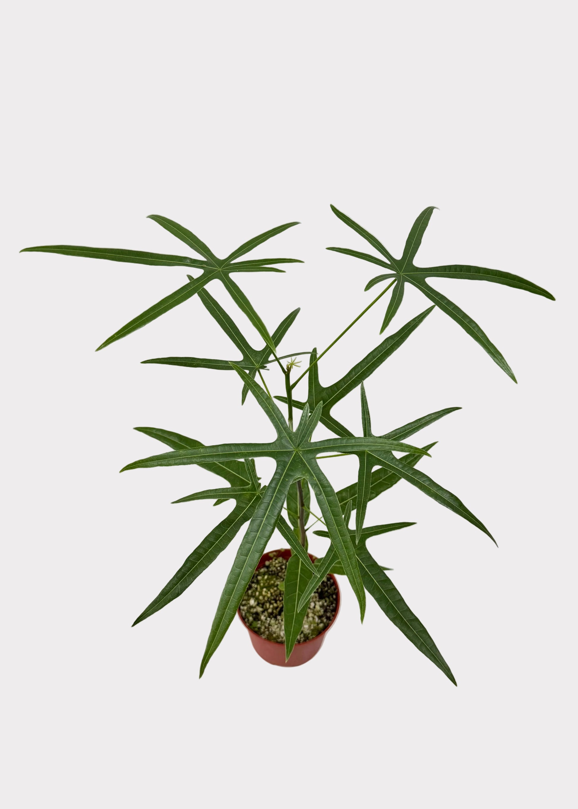 Potted plant on a white surface with a light gray background