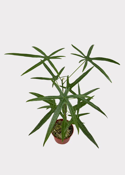 Potted plant on a white surface with a light gray background