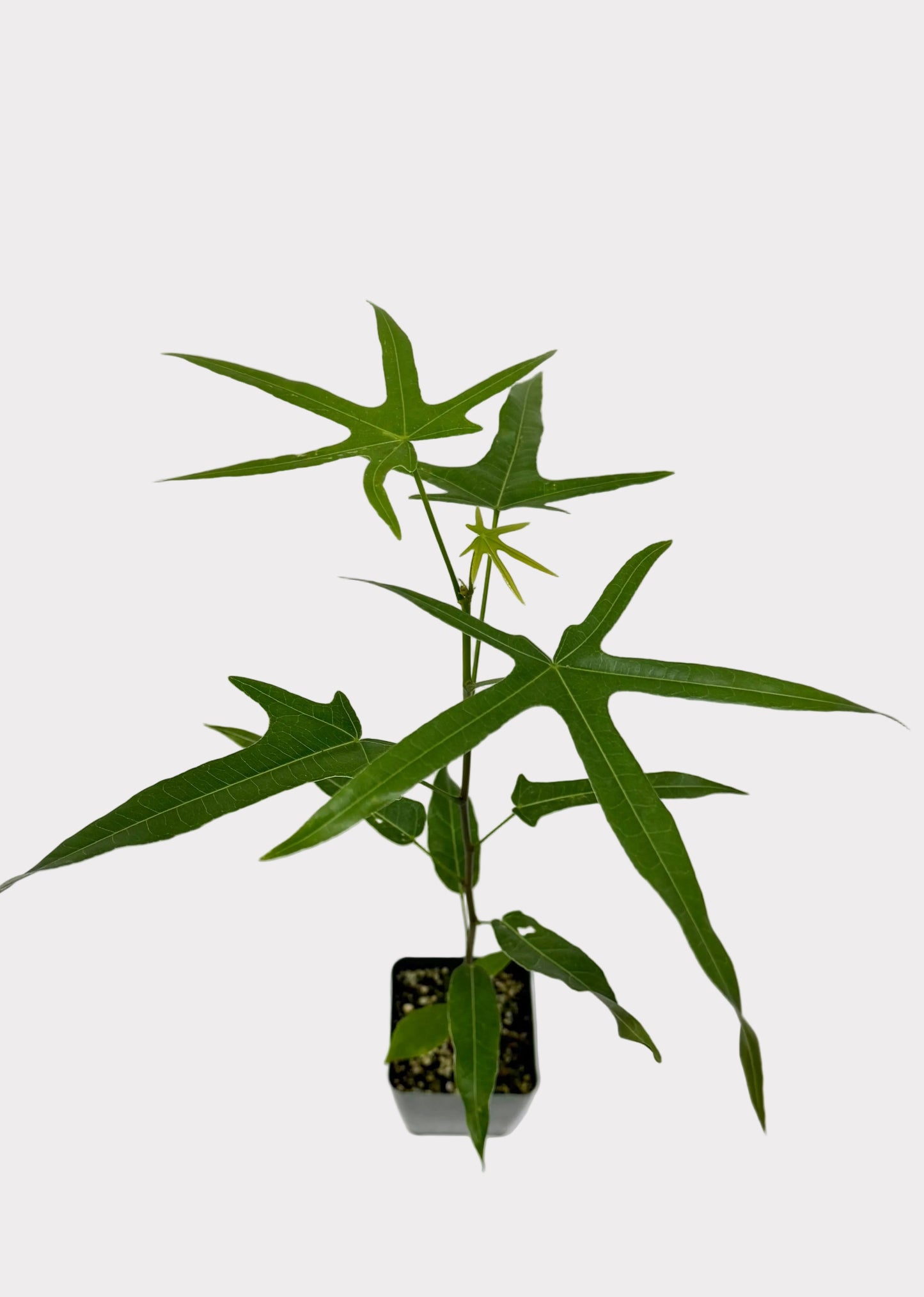 Small potted plant with green leaves on a white background