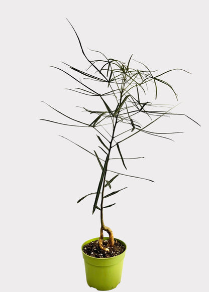 Brachychiton Rupestris – Queensland Bottle Tree