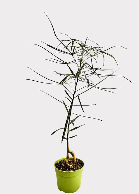 Brachychiton Rupestris – Queensland Bottle Tree