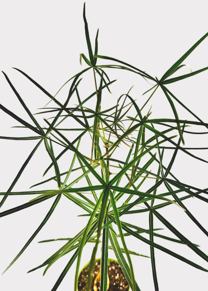 Brachychiton Rupestris – Queensland Bottle Tree