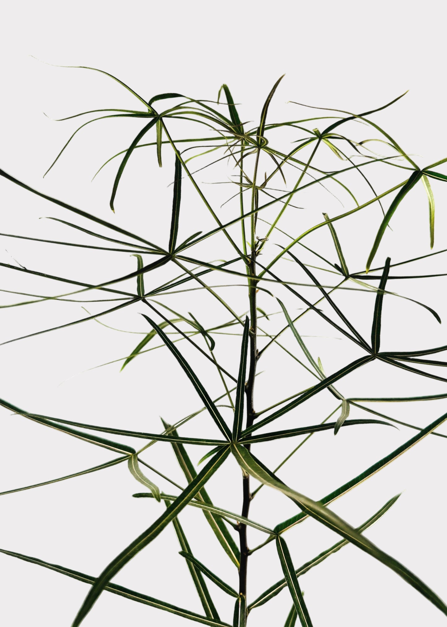 Brachychiton Rupestris – Queensland Bottle Tree