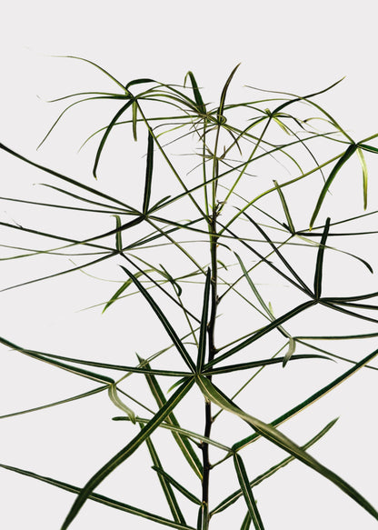 Brachychiton Rupestris – Queensland Bottle Tree