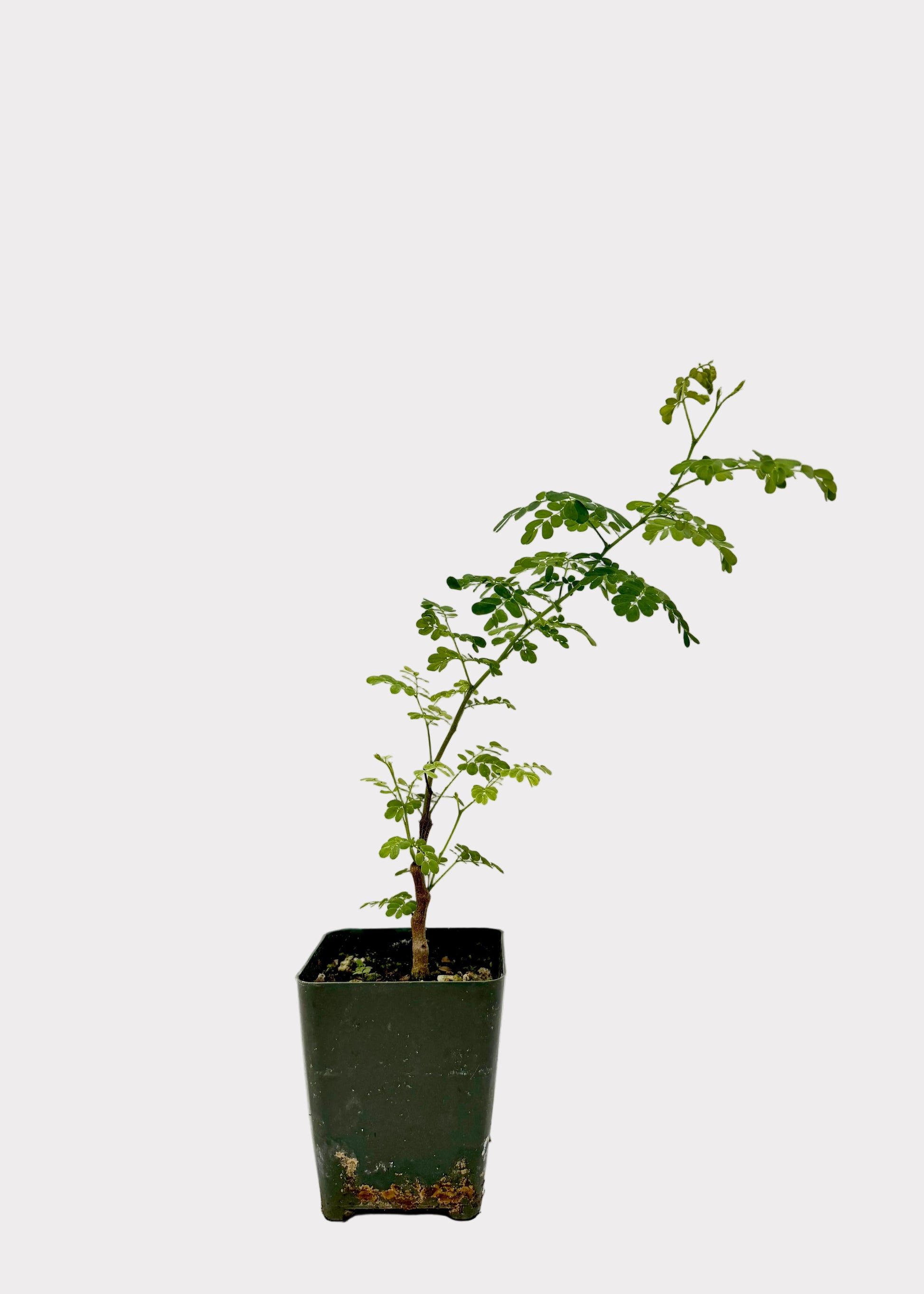Potted plant on a white surface with a light gray background