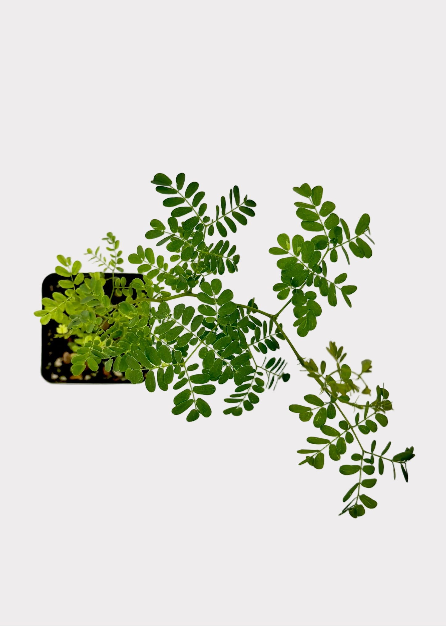 Green leafy plant on a white surface with a light gray background