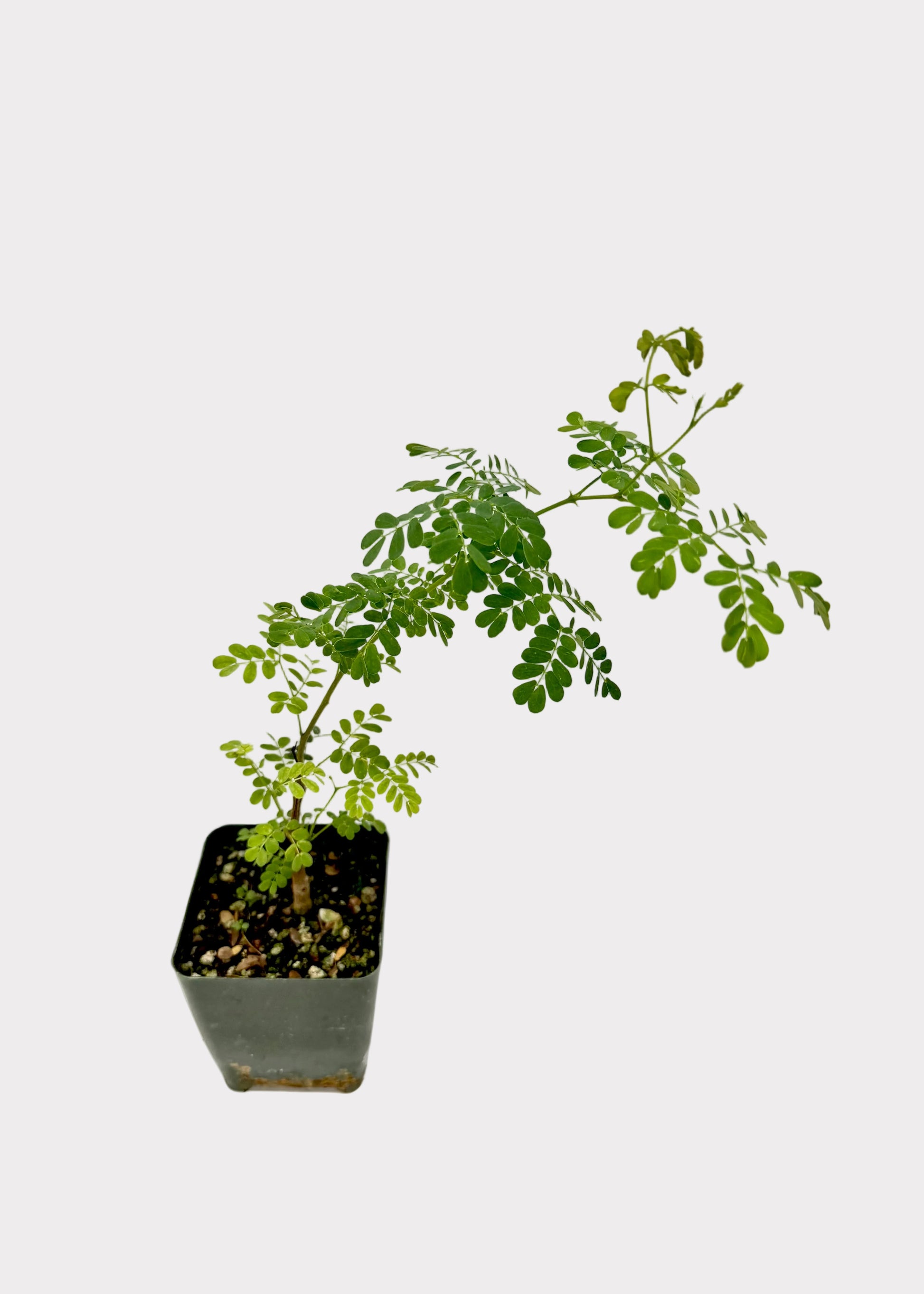 Small potted plant with green leaves on a white background
