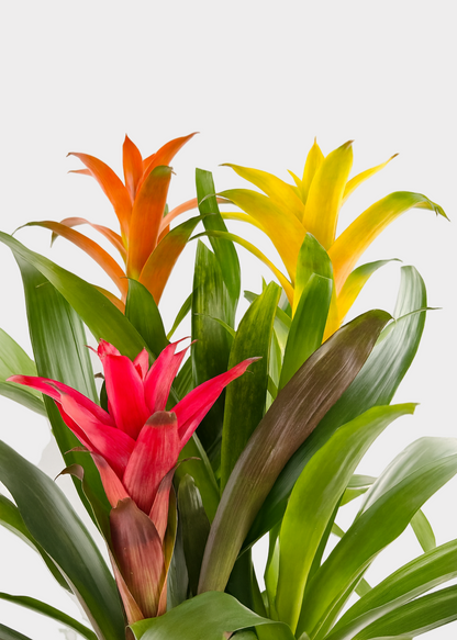 Bromeliad 'Guzmania' - Arrangements