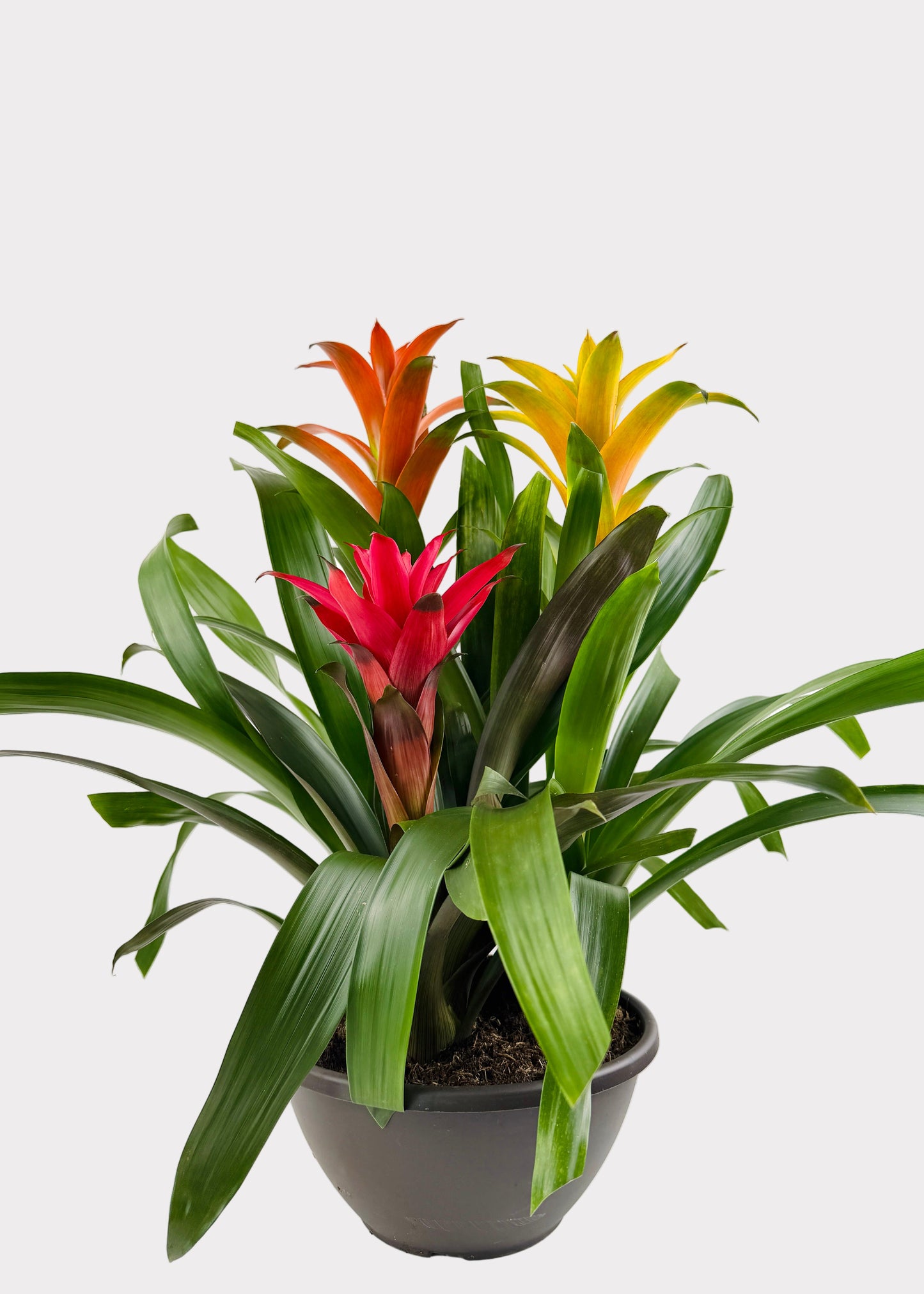 Bromeliad 'Guzmania' - Arrangements