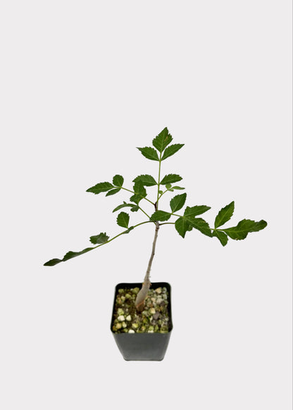 Small potted plant on a white background