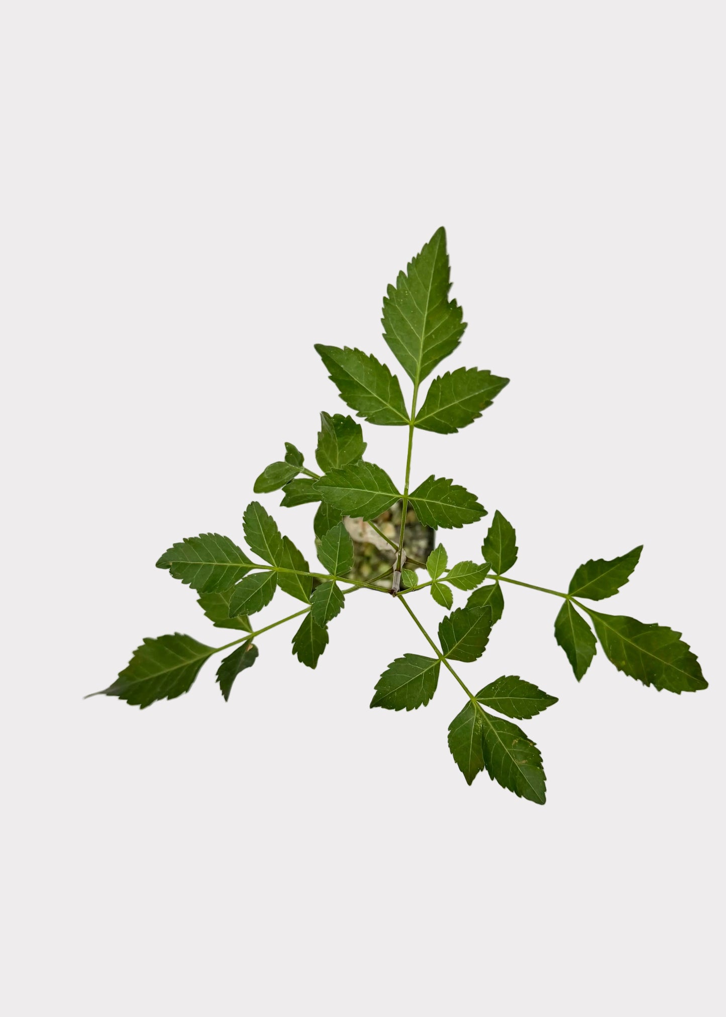 Green leaves on a white surface with a blurred background
