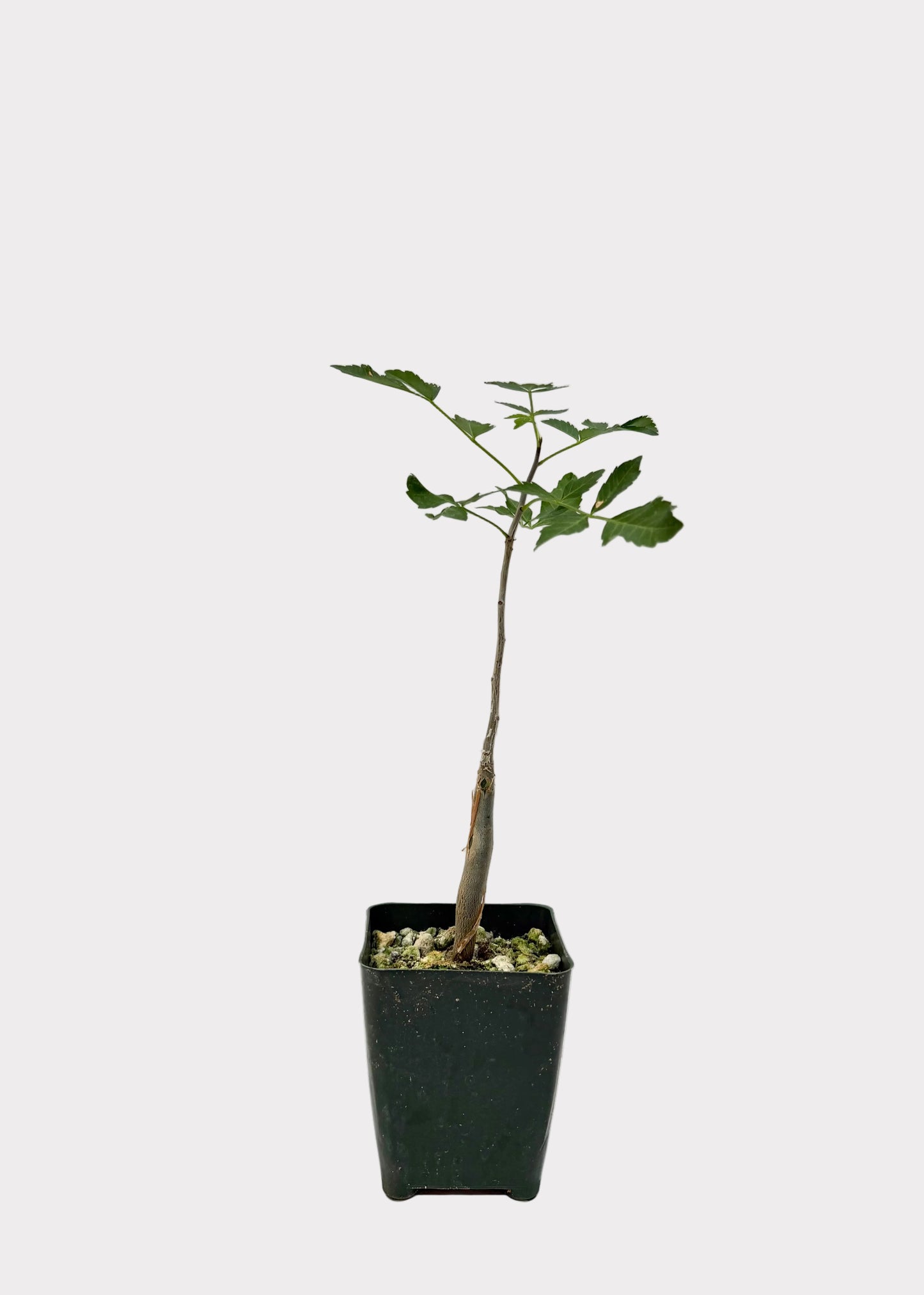 Small potted plant on a white background