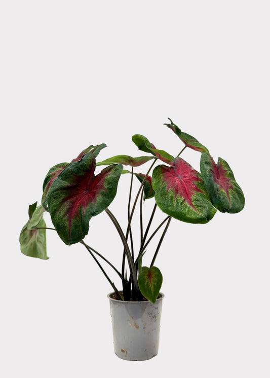 Caladium - Rose Glow