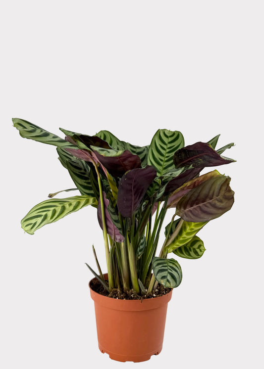 Calathea - Burle Marxii