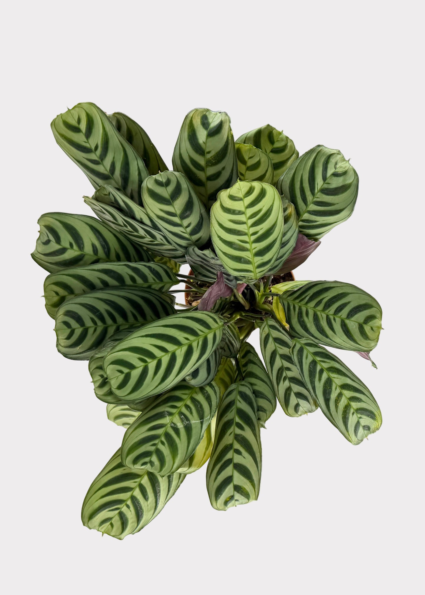Calathea - Burle Marxii